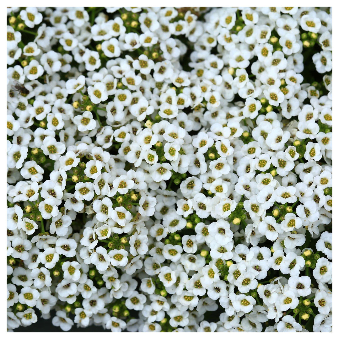 Alyssum Snow Crystals Lobularia Maritima Flower For Planting In Garden Flower Seeds for Home Garden | Neera Seeds product photo [neera-v4-759ec2f4ce374ece9624]