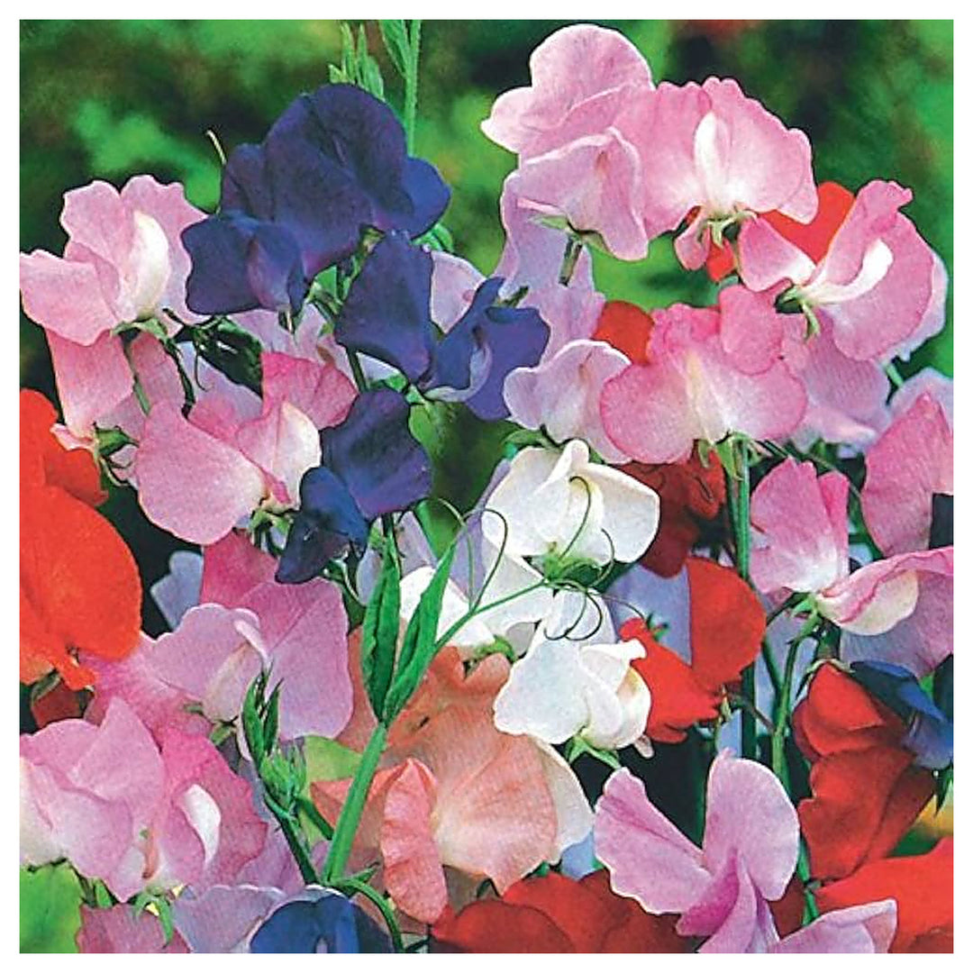 Heirloom Non-GMO Sweet Pea Knee Flower Seeds for Planting – Fragrant Climbing Blooms | High Germination | Neera Seeds product photo [neera-v4-75a1cb45f7e4e9a75bf9]