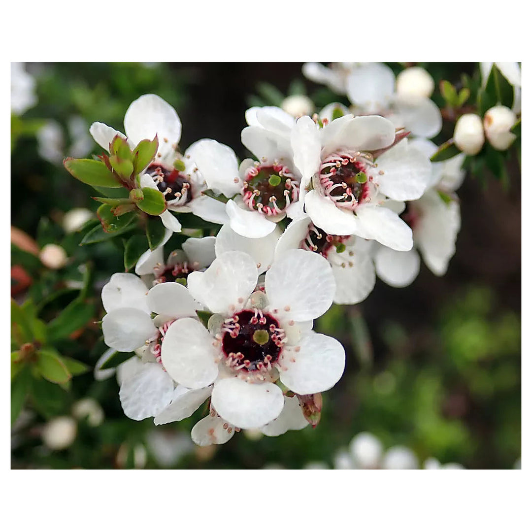 Leptospermum Scoparium Flower Seeds – Heirloom Non-GMO Tea Tree Blooms for Garden and Landscape Planting | Neera Seeds product photo [neera-v4-75b53525c3cd3b5b20e1]