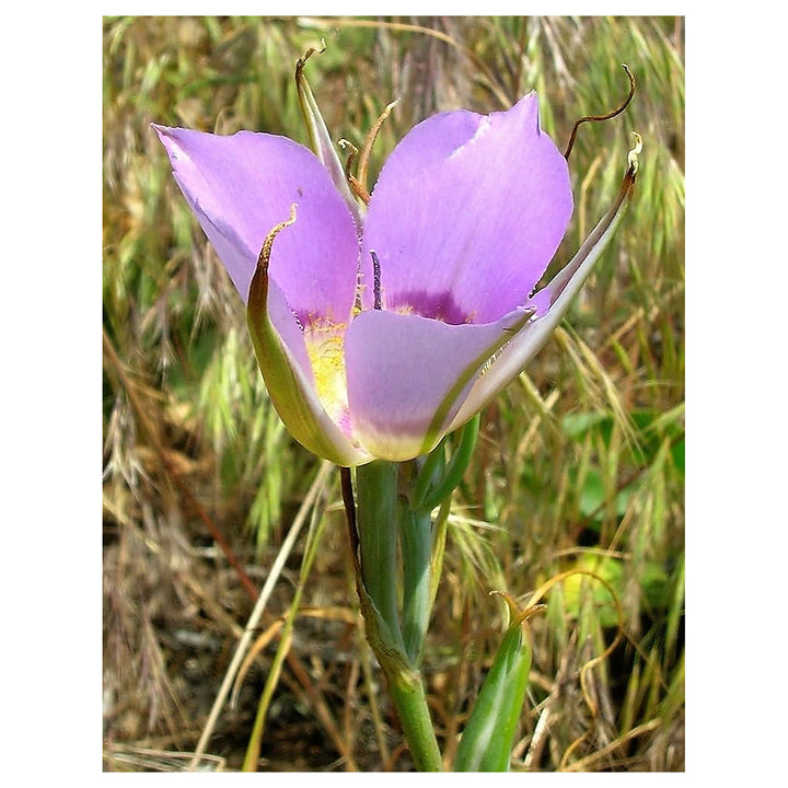 Heirloom Non-GMO Calochortus macrocarpus Flower Seeds – Sagebrush Mariposa Lily Seeds for Native Wildflower Gardens | Neera Seeds product photo [neera-v4-75d7f75aaa1bfd2c97e9]