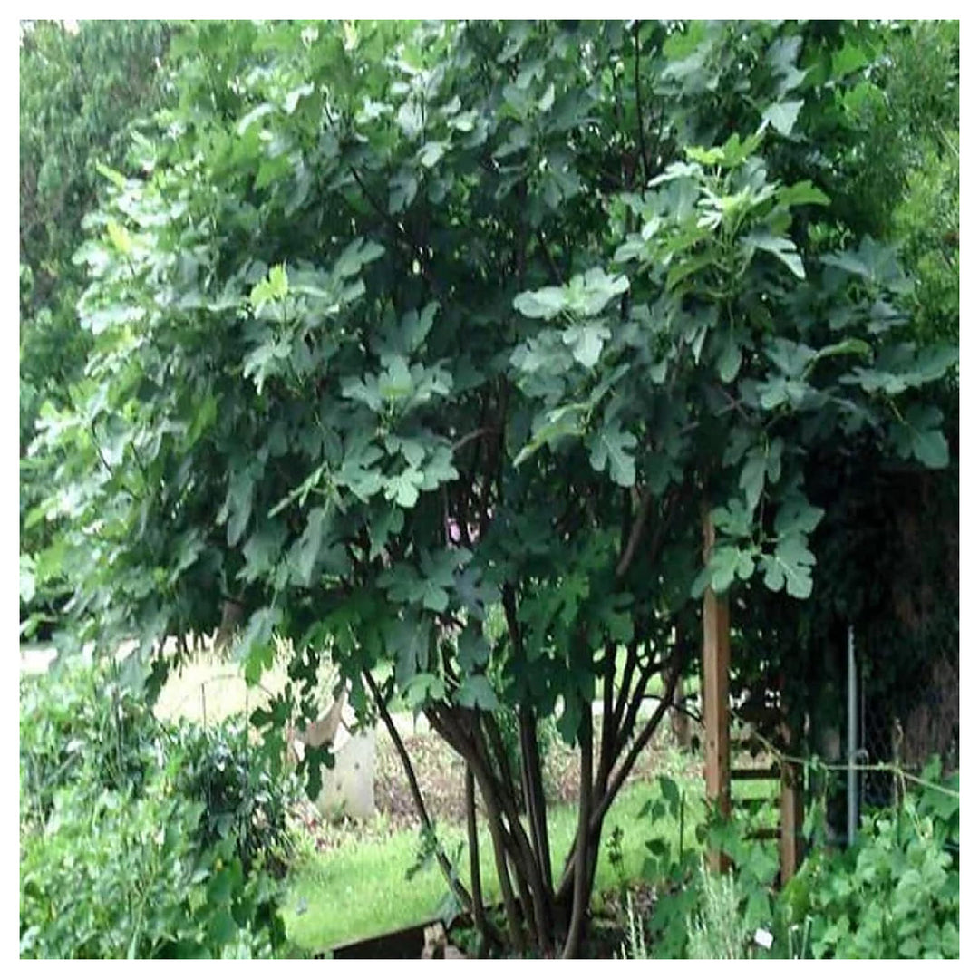 Brown Turkey Fig Seeds for Planting – Heirloom, Non-GMO, High Germination Organic Garden Seeds for Sweet Figs | Neera Seeds product photo [neera-v4-75e20c0735d31c58db88]