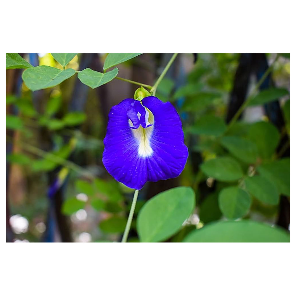 Heirloom Non-GMO Coral Pea Flower Seeds for Planting – Vibrant Climbing Blooming Seeds, High Germination | Neera Seeds product photo [neera-v4-75e6cd040f9b277242b1]