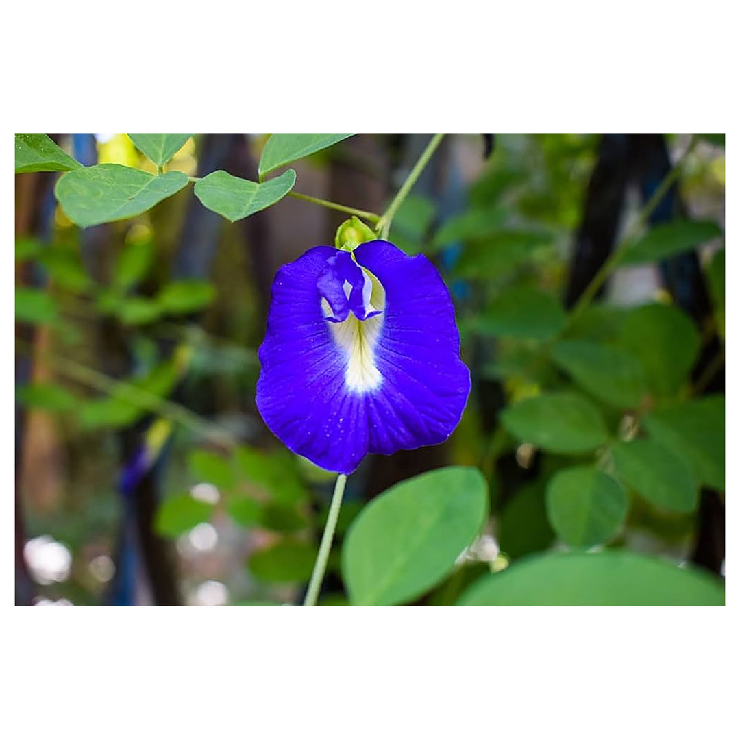 Heirloom Non-GMO Coral Pea Flower Seeds for Planting – Vibrant Climbing Blooming Seeds, High Germination | Neera Seeds product photo [neera-v4-75e6cd040f9b277242b1]