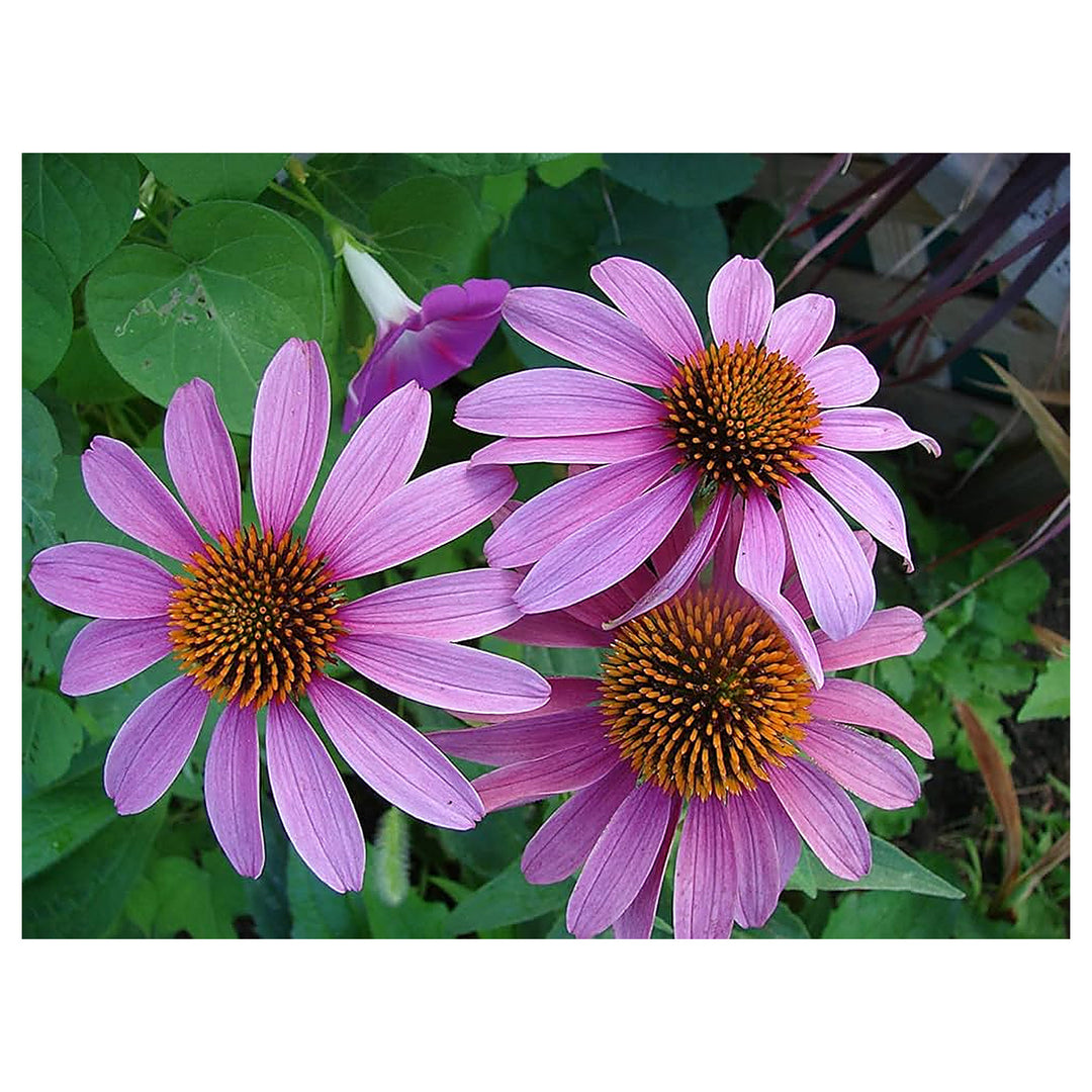 Purple Coneflower Echinacea Purpurea For Planting In Home Garden And Flower Bed Flower Seeds for | Neera Seeds product photo [neera-v4-7615667def8efc4860e9]