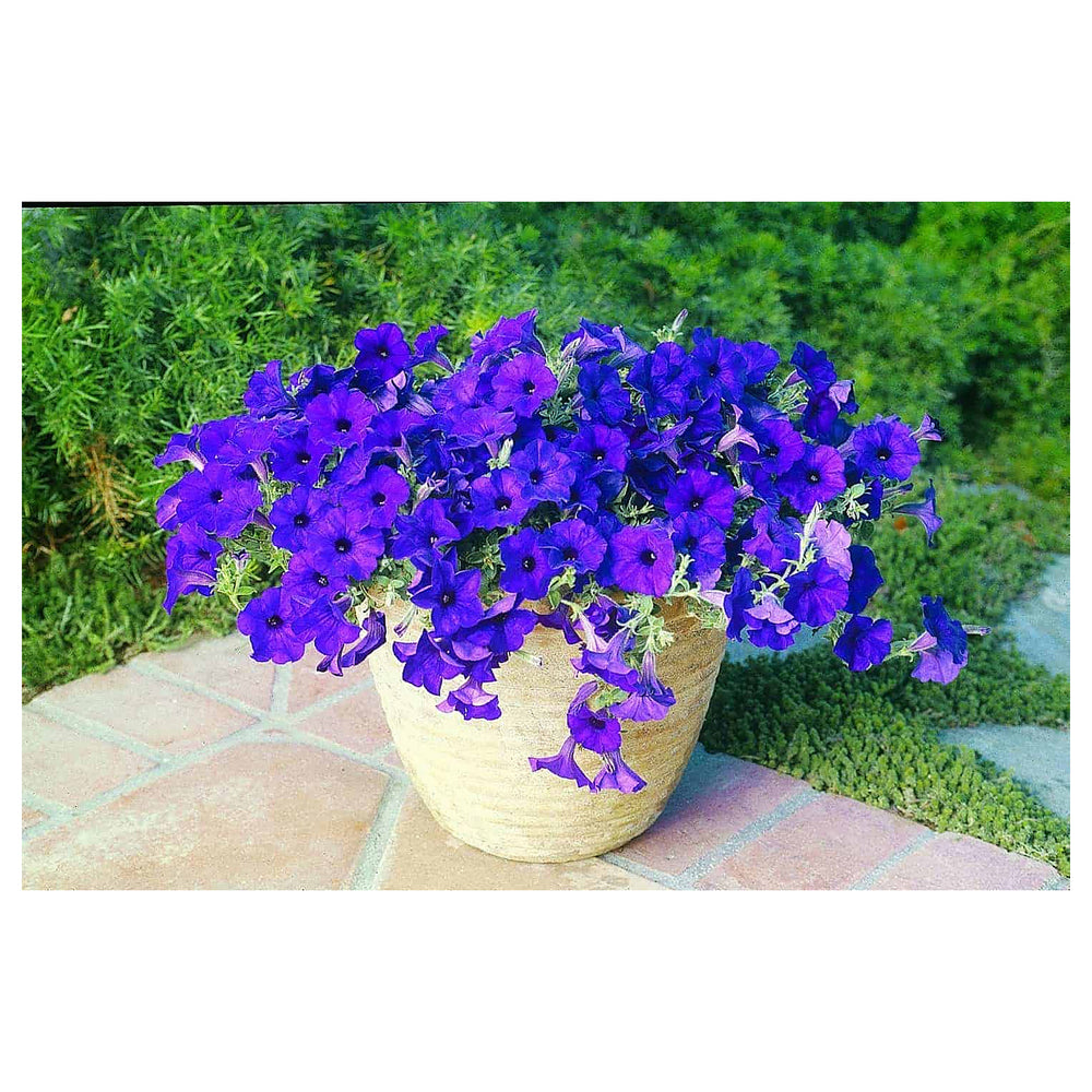 Blue Double Petunia Flower Seeds for Planting – Heirloom Non-GMO | High Germination Organic Garden Seeds | Neera Seeds product photo [neera-v4-761d0fef21c9824b3ad5]