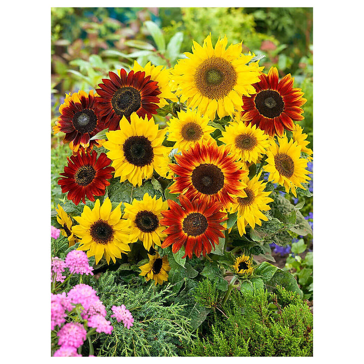 Heirloom Mixed Sunflower Seeds for Planting | Non-GMO High Germination Organic Garden Seeds | Neera Seeds product photo [neera-v4-762dc1f95bb047a3545a]