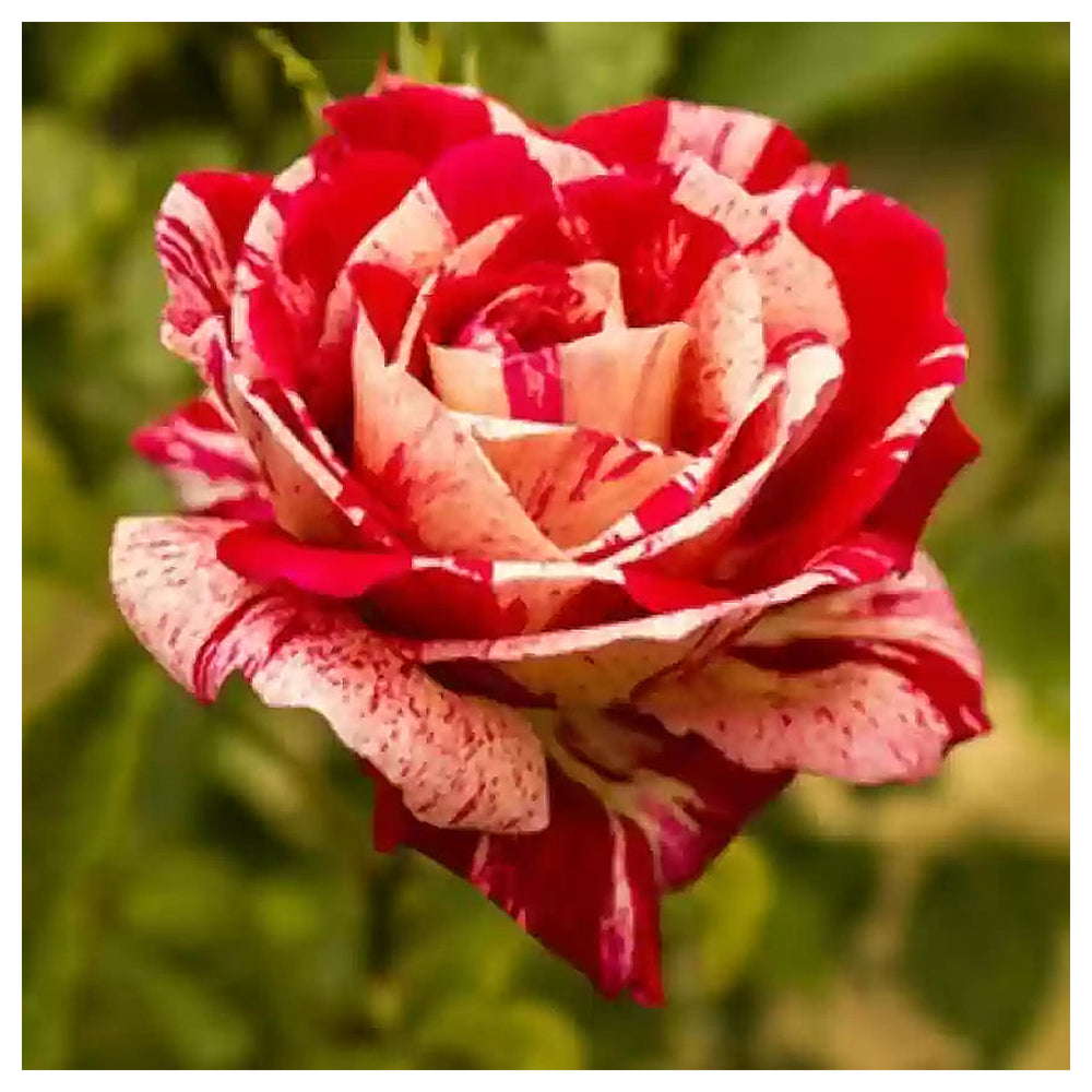 Cream Red Spirit Rose Plant Seeds for Planting - Non-GMO Heirloom Garden Seeds for Growing | Neera Seeds product photo [neera-v4-763652115530fb5bbf20]