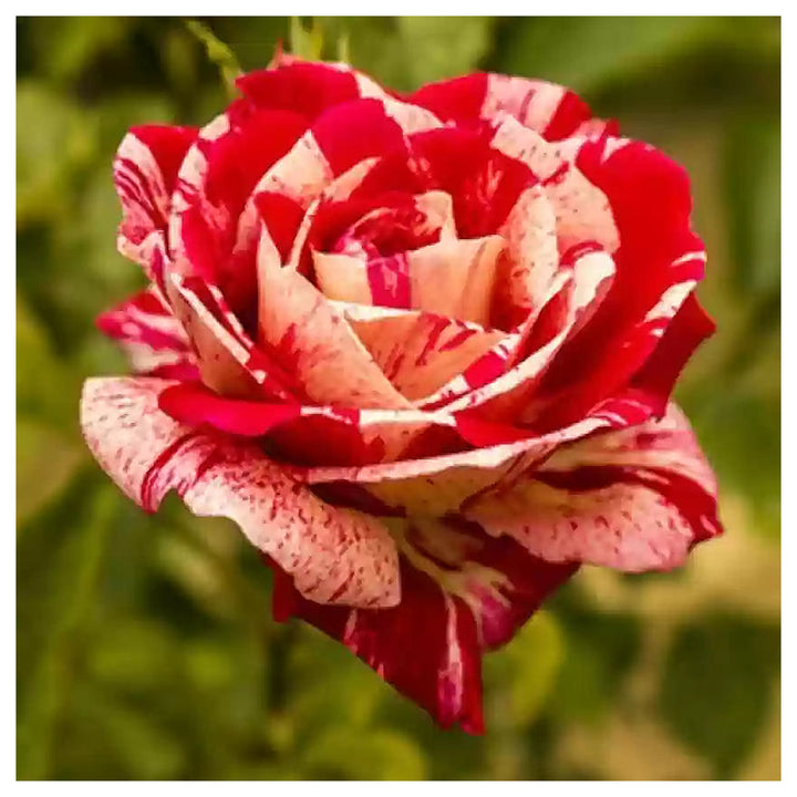Cream Red Spirit Rose Plant Seeds for Planting - Non-GMO Heirloom Garden Seeds for Growing | Neera Seeds product photo [neera-v4-763652115530fb5bbf20]