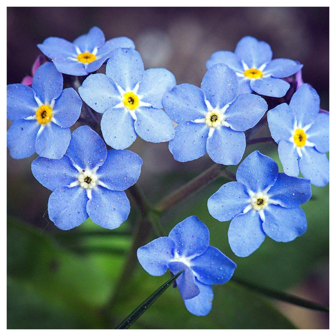 Organic Blue Myosotis Sylvatica Flower Seeds for Planting – Heirloom, Non-GMO | Neera Seeds product photo [neera-v4-7636ce62dd7423d6327b]