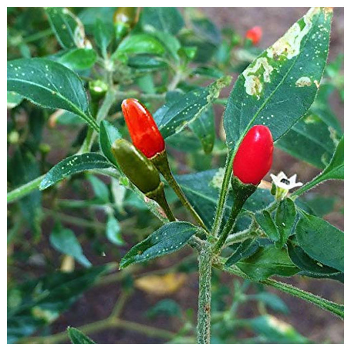Pequin Pepper Planting Heirloom Non Gmo Flower Seeds Home Garden Planting, Decorative | Neera Seeds product photo [neera-v4-76404f50eef3945a2d98]