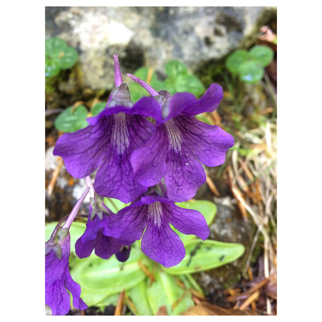 Blue Pinguicula Grandiflora Plant Seeds for Planting – Heirloom, Non-GMO, High Germination Organic Garden Seeds | Neera Seeds product photo [neera-v4-7656d265740493ef38ab]