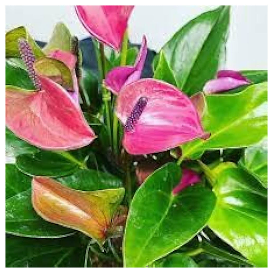 Heirloom Mixed Anthurium Andraeanum Flower Seeds – Non‑GMO Ornamental Seeds | Neera Seeds product photo [neera-v4-76621be380968befd08f]