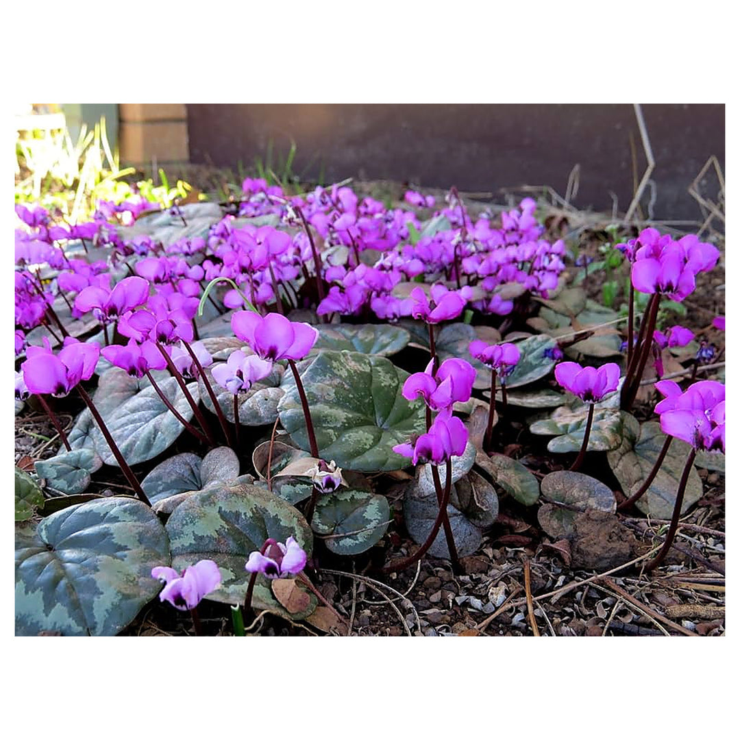 Pink Cyclamen Coum Winter Flowers Cerise Fresh Flower Seeds for Home Garden Planting, Ornamental | Neera Seeds product photo [neera-v4-767862349efa12103e85]