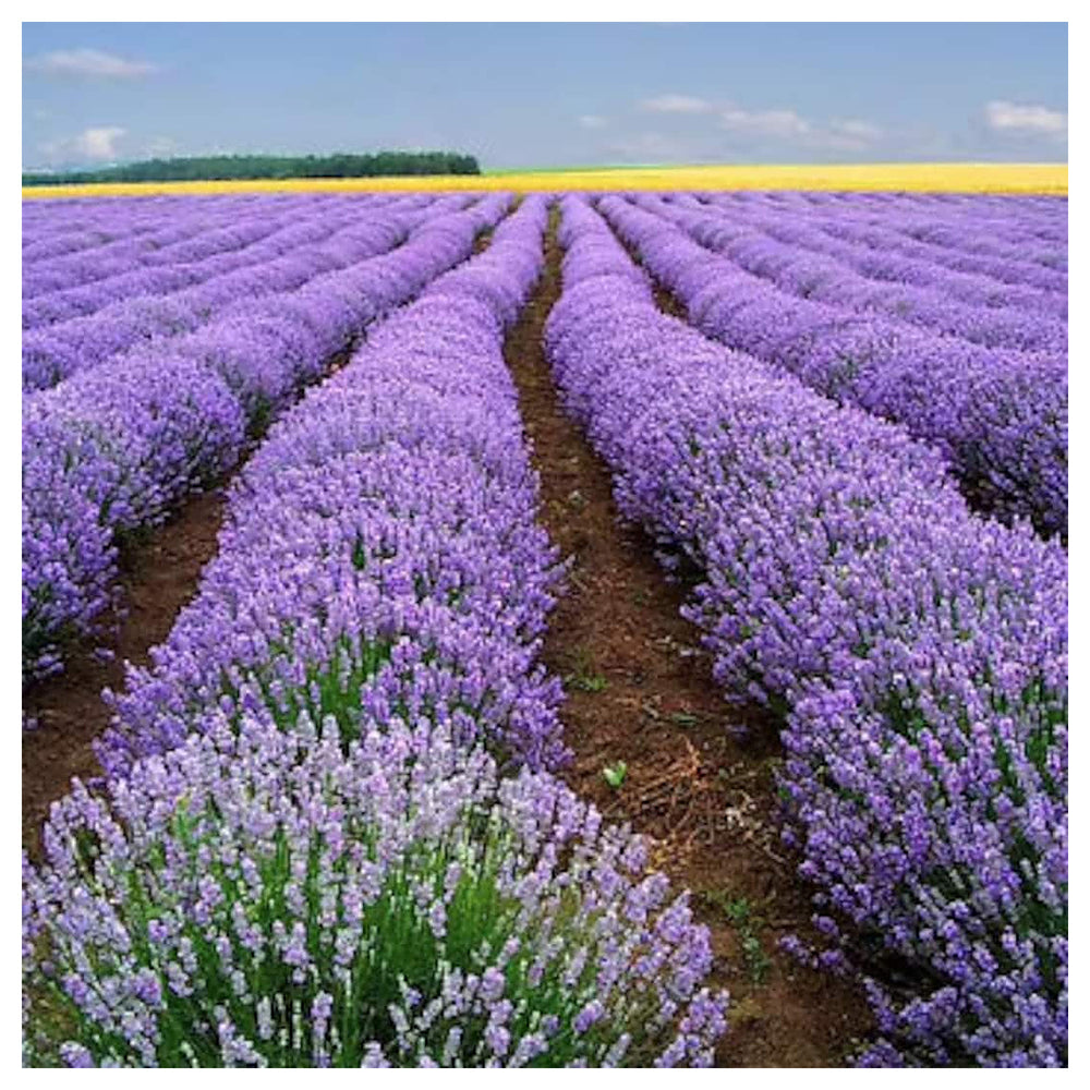 Heirloom Non-GMO Provence Lavender Flower Seeds for Planting – Pink Blooms, High Germination Organic Garden Seeds | Neera Seeds product photo [neera-v4-76833bbe6b7c21157516]
