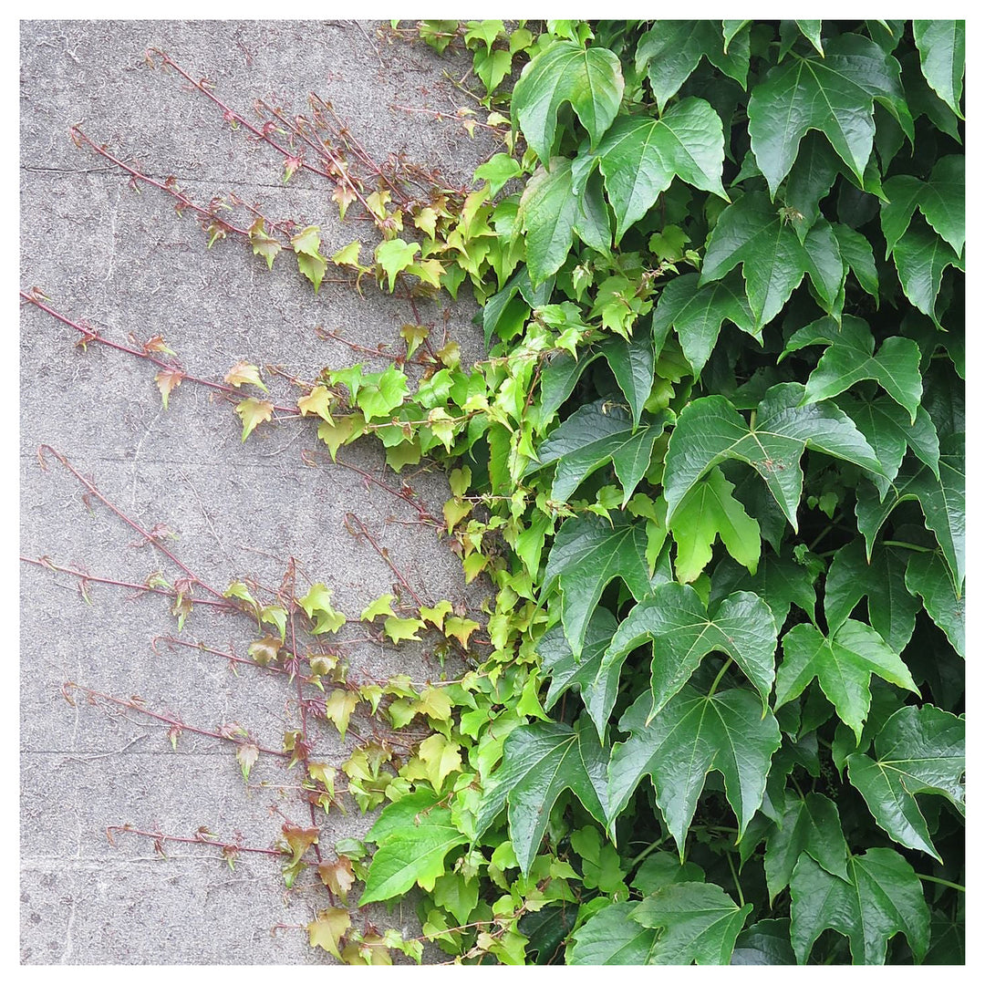 Parthenocissus Tricuspidata Flower Seeds – Heirloom, Non-GMO, Climbing Vine Blooms for Garden Planting | Neera Seeds product photo [neera-v4-7688694b5b919cf68018]