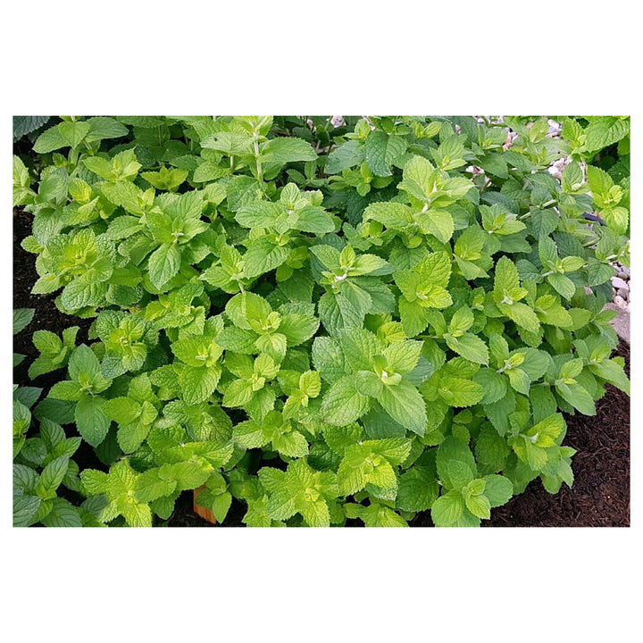 Apple Mint Herb Seeds for Planting – Strong, Fragrant Flavor, Heirloom &amp; Non-GMO Seeds for Planting | Neera Seeds product photo [neera-v4-768a95e7480821b04aa1]