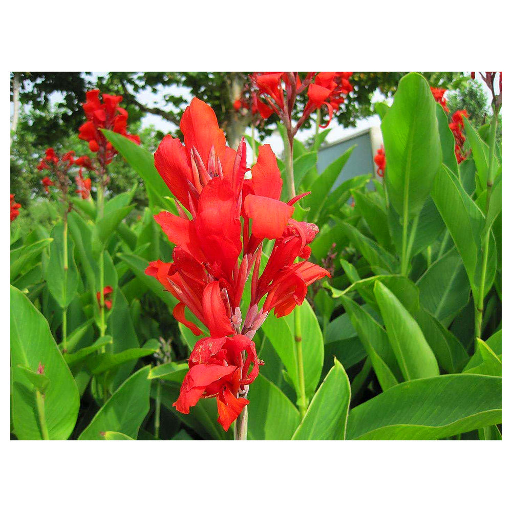 Heirloom Indica Flower Seeds, Non-GMO Ornamental Blooms for Vibrant Garden Planting | Neera Seeds product photo [neera-v4-76a2775cc535a1948ad9]