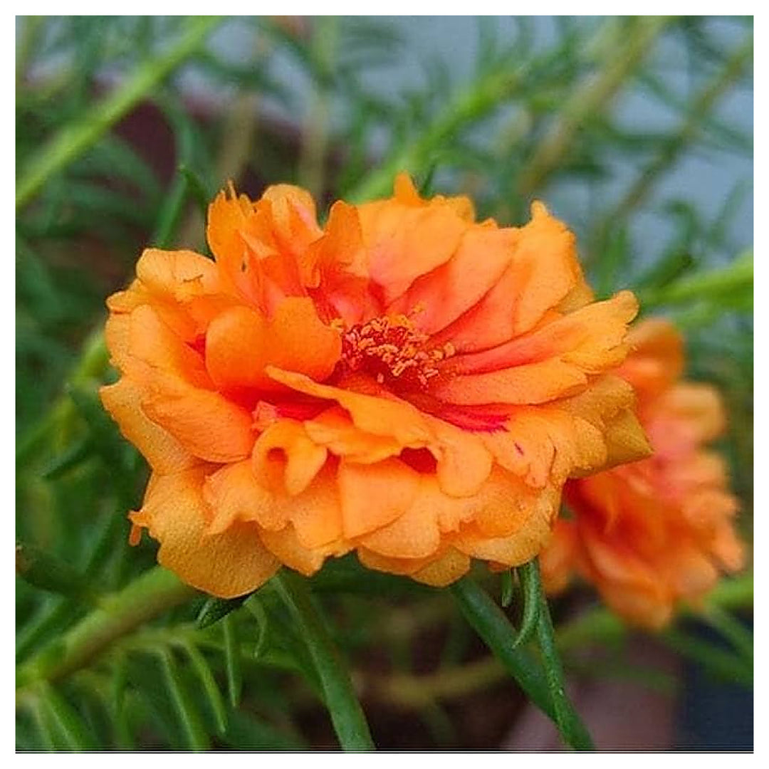 Orange Portulaca Portulaca Griflora Moss Rose Flower For Planting Flower For Containers | Neera Seeds product photo [neera-v4-76a33c983a47e840c937]