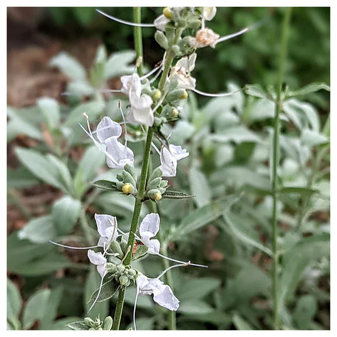 White Sage Seeds for Planting – Organic, Heirloom, Non-GMO Flower & Herb Seeds | Neera Seeds product photo [neera-v4-76b48a5d64f5aafddf5d]