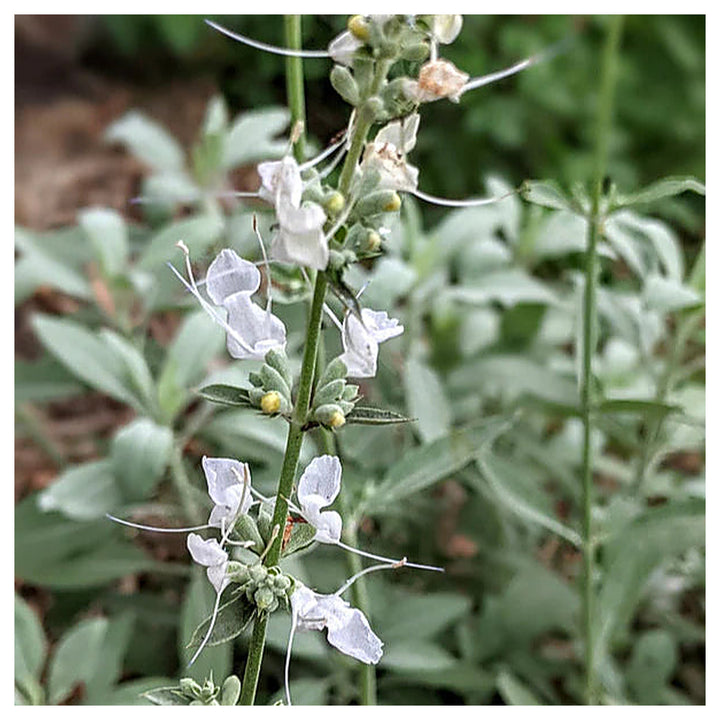 White Sage Seeds for Planting – Organic, Heirloom, Non-GMO Flower &amp; Herb Seeds | Neera Seeds product photo [neera-v4-76b48a5d64f5aafddf5d]