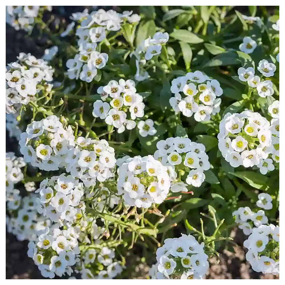 Heirloom Non-GMO White Snow Flower Seeds for Serene Garden Landscapes and Winter Planting | Neera Seeds product photo [neera-v4-76bb5db4165dc607fe18]