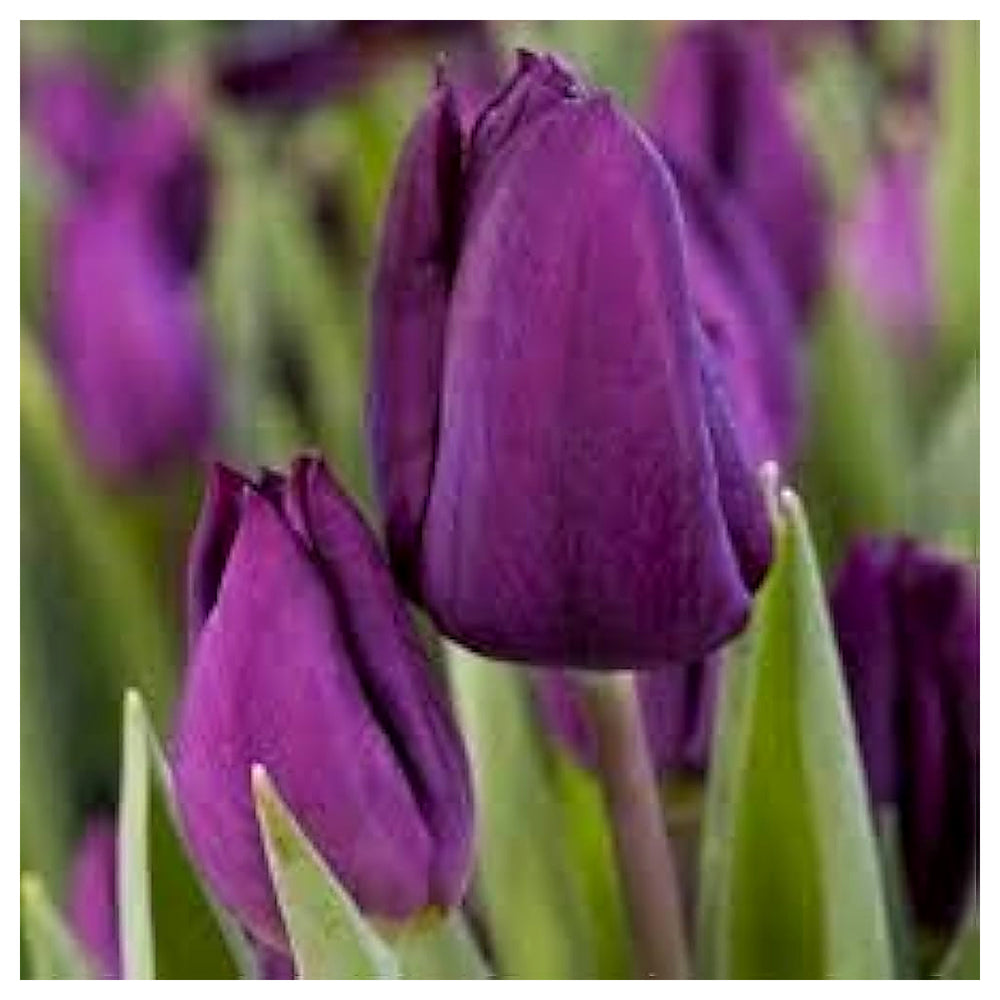 Purple Tulip Flower Seeds – Heirloom Non-GMO Bulb Seeds for Planting | Neera Seeds product photo [neera-v4-76c6492ae11e7dd9268c]