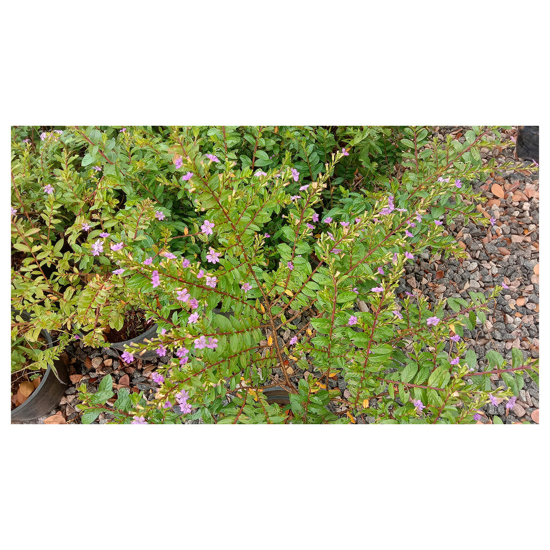 Mexican Heather (Cuphea Hyssopifolia) Flower Seeds for Planting – Heirloom Non-GMO Organic Garden Seeds with High G | Neera Seeds product photo [neera-v4-76c758a795cc1ca7f40c]