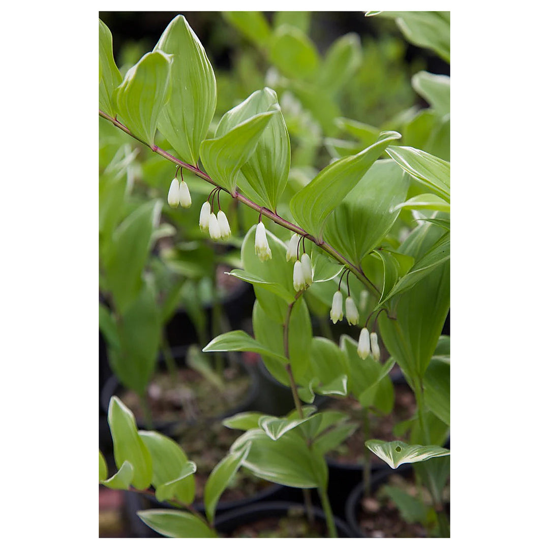 White Polygonatum Plant Seeds for Planting | Heirloom Non-GMO High Germination Organic Garden Seeds | Neera Seeds product photo [neera-v4-76d8461234f7bcaec97c]