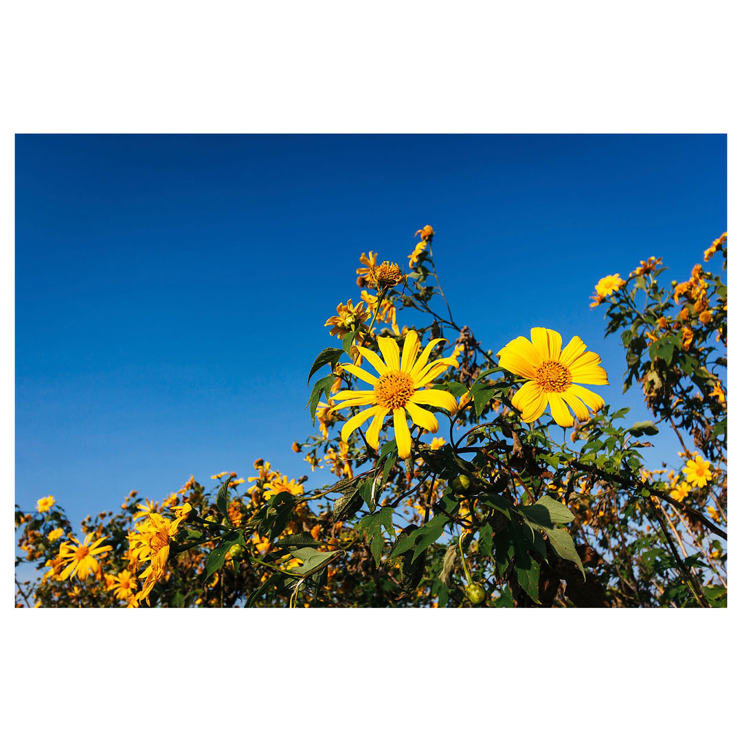 Yellow Torch Mexican Sunflower Seeds (Tithonia) for Planting – Heirloom &amp; Non-GMO Blooms for Pollinator and Butterf | Neera Seeds product photo [neera-v4-76e80f1f16746215edf5]