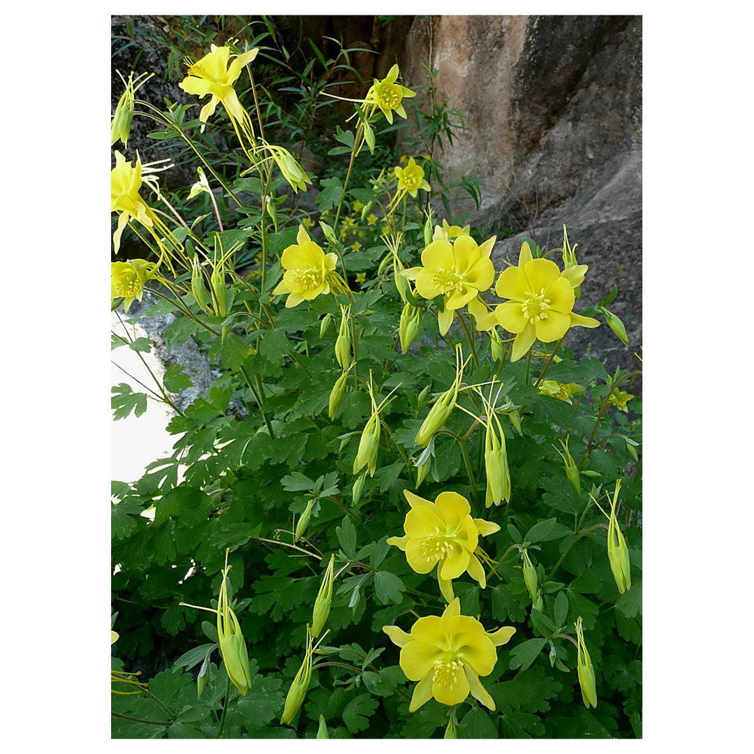 Heirloom Non-GMO Golden Columbine Flower Seeds for Planting – Bright Perennial Blooms for Shade Gardens | Neera Seeds product photo [neera-v4-76ff5fc7241791654eb3]