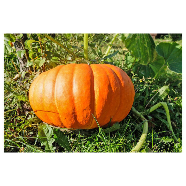 Giant Pumpkin Vegetable Seeds for Planting – Heirloom, Non-GMO, High Germination, Organic Garden Seeds | Neera Seeds product photo [neera-v4-770667aa66728f64616f]