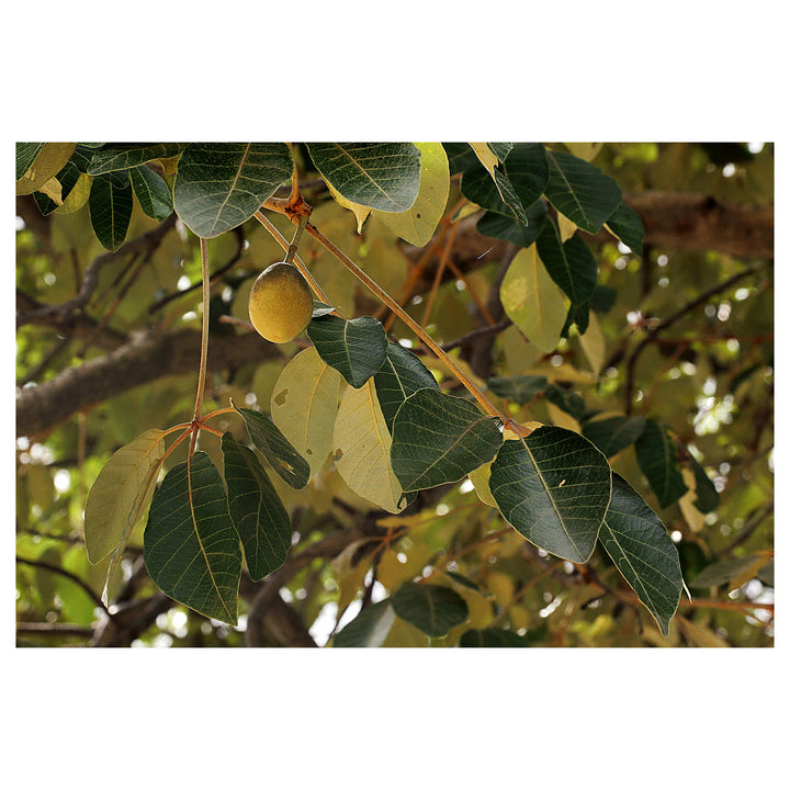 Rautanenii Schinziophyton Seeds for Planting – Organic, Heirloom, Non-GMO | Neera Seeds product photo [neera-v4-7719967f5485875e4619]