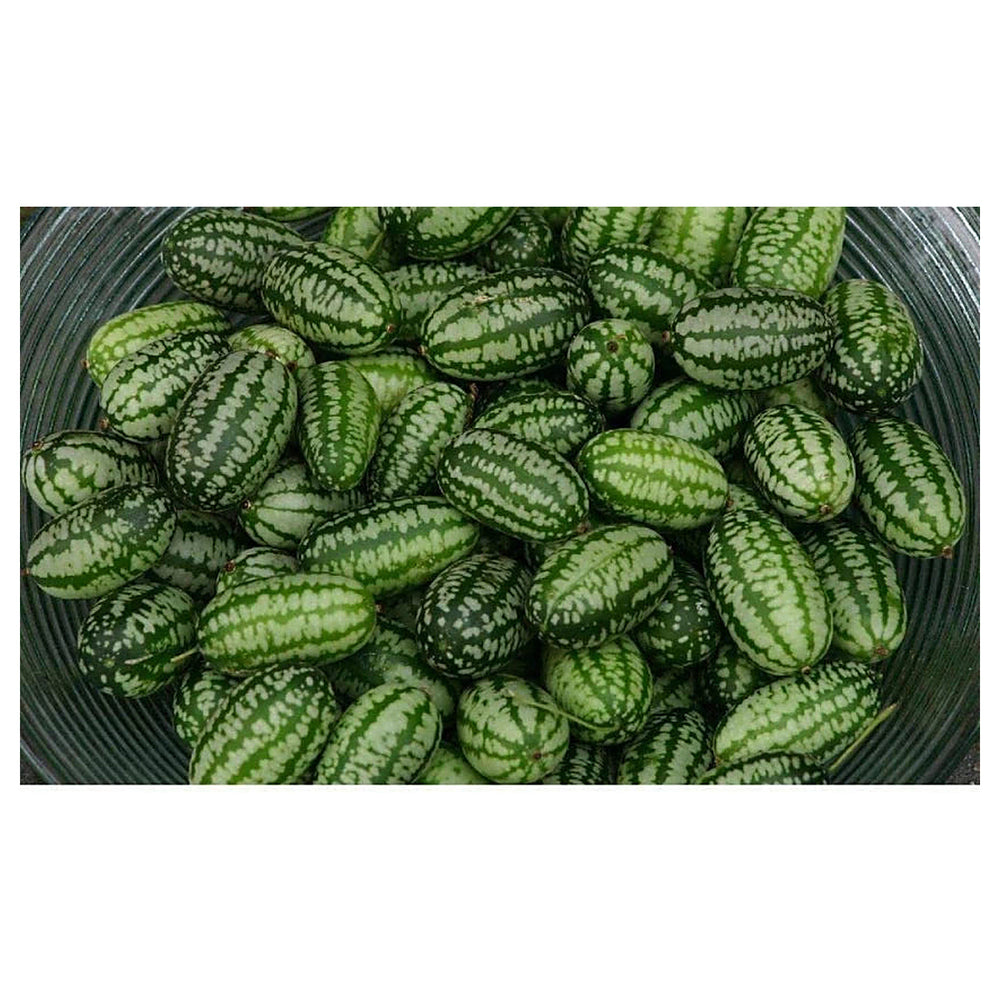 Green Cucamelon Seeds for Planting - Heirloom Non-GMO Organic Garden Seeds High Germination | Neera Seeds product photo [neera-v4-7754a0460600d632ae45]
