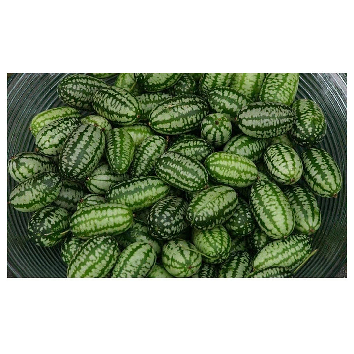 Green Cucamelon Seeds for Planting - Heirloom Non-GMO Organic Garden Seeds High Germination | Neera Seeds product photo [neera-v4-7754a0460600d632ae45]