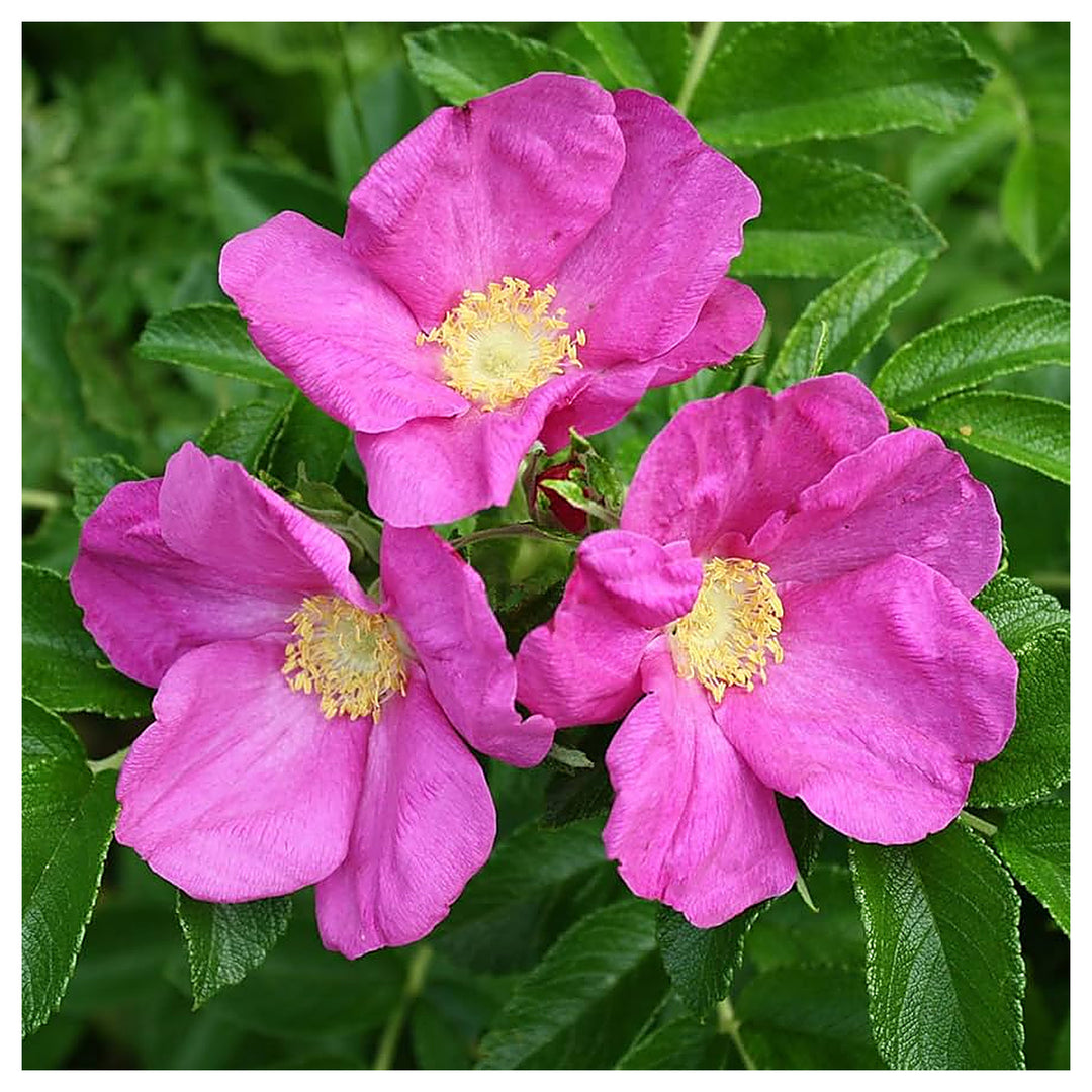 Pink Rugosa Rose Plant Seeds for Planting Non-GMO Heirloom Garden Seeds for Growing Beautiful Roses | Neera Seeds product photo [neera-v4-775b9b4bf06a0b8c8e23]