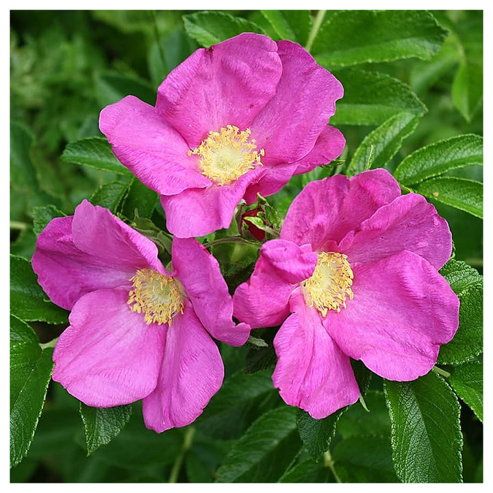 Pink Rugosa Rose Plant Seeds for Planting Non-GMO Heirloom Garden Seeds for Growing Beautiful Roses | Neera Seeds product photo [neera-v4-775b9b4bf06a0b8c8e23]