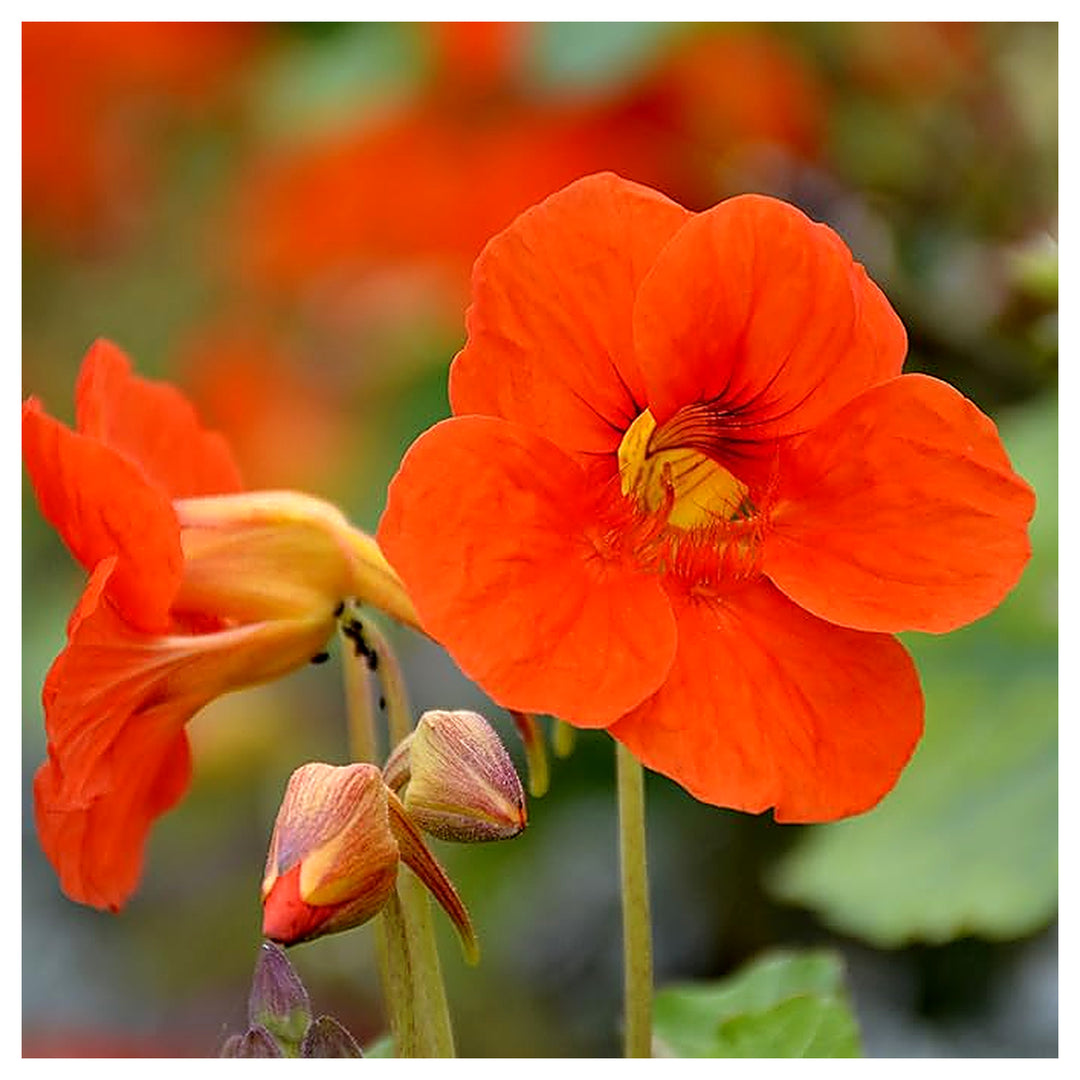 Organic Heirloom Non-GMO Orange Nasturtium Seeds for Planting – Bright Garden Blooms | Neera Seeds product photo [neera-v4-7774683544bd01f9ed94]
