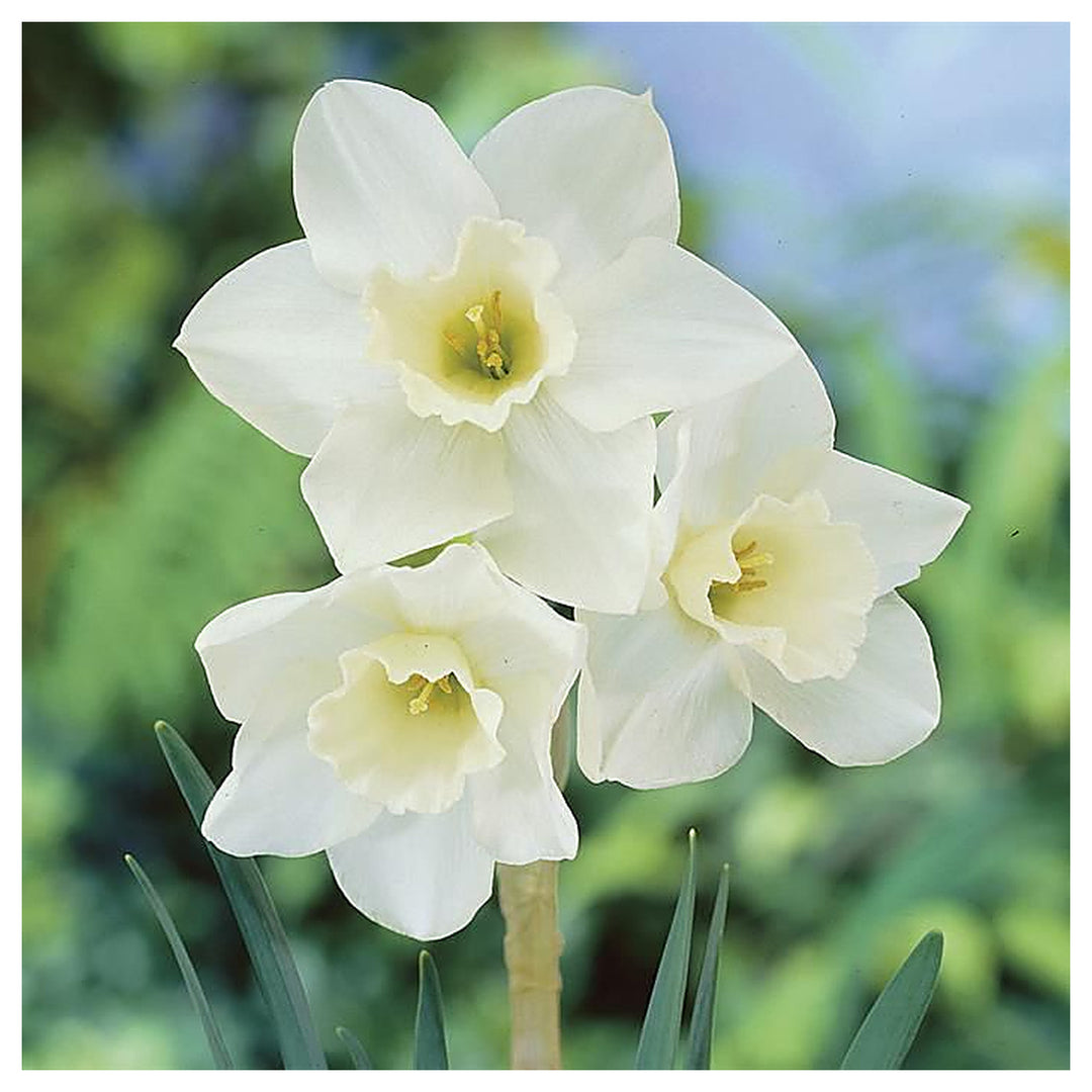 White Daffodils Flower Seeds for Planting – Non-GMO, Heirloom Seeds for Garden | Neera Seeds product photo [neera-v4-77970eac131ba2d2e239]