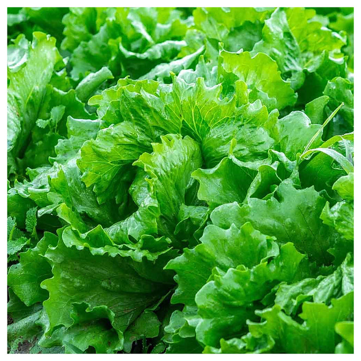 Lettuce Seeds for Planting – Heirloom, Non-GMO, High Germination Organic Seeds for Crisp, Fresh Garden Greens | Neera Seeds product photo [neera-v4-779b0fec06c3e995a14e]