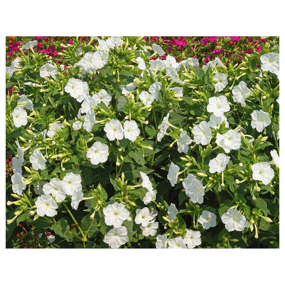 White Mirabilis Flower Seeds – Heirloom Non-GMO High Germination Organic Garden Seeds for Planting | Neera Seeds product photo [neera-v4-77afa32d598fdacf0e5f]