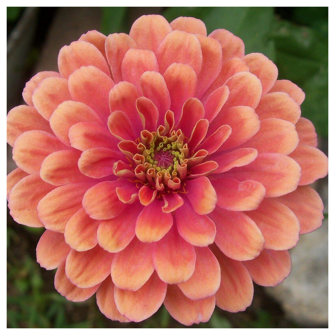 Zinnia Salmon Queen Flower Seeds for Planting – Bright Blooms, Non-GMO, Heirloom Seeds | Neera Seeds product photo [neera-v4-77b12cc0f249dc251963]