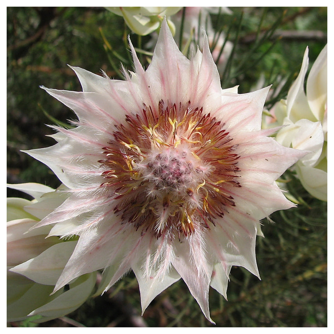 Serruria Flower Seeds – Heirloom, Non-GMO, Exotic Blooms for Garden Planting and Landscaping | Neera Seeds product photo [neera-v4-77bcbe5d0feef2767fa3]