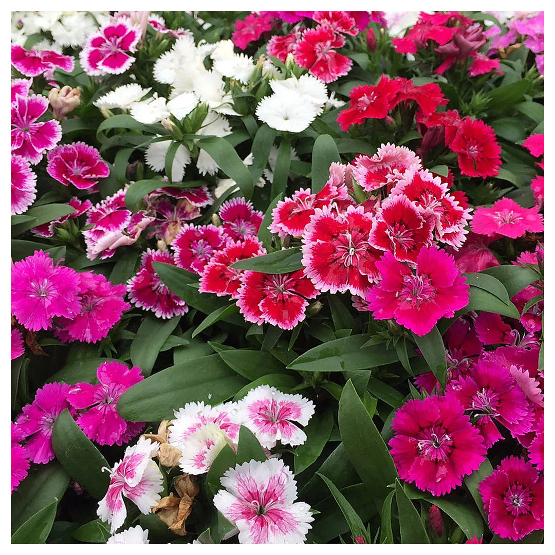 Mixed Dianthus Flower Seeds for Planting – Organic, Heirloom, Non-GMO Seeds | Neera Seeds product photo [neera-v4-77ce5cf9c1c55e2aeec1]