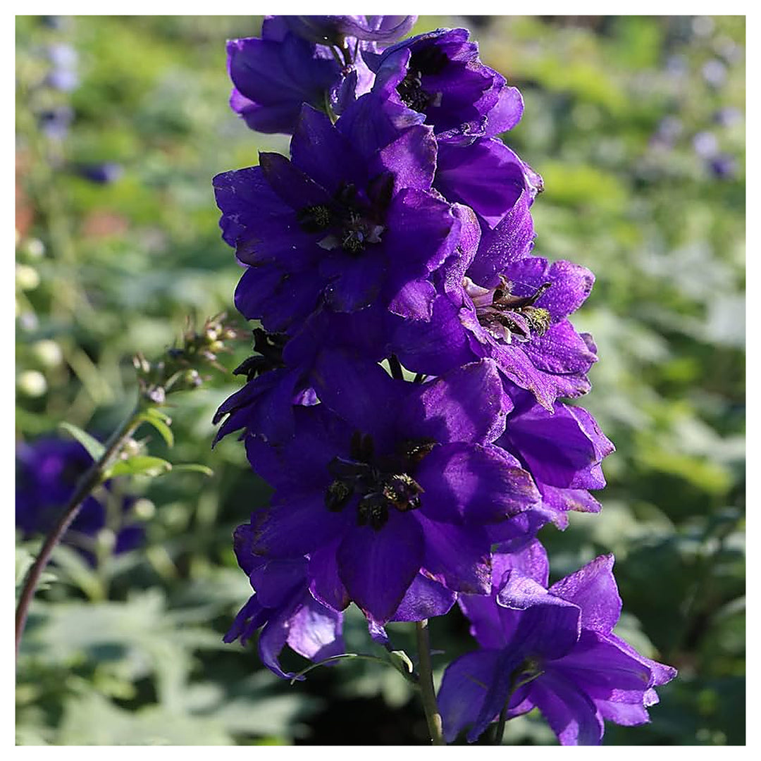 Black Delphinium Knight Flowering Plants Flower Seeds Home Garden Planting, Ornamental Organic | Neera Seeds product photo [neera-v4-77d20ef02c285f60be0f]