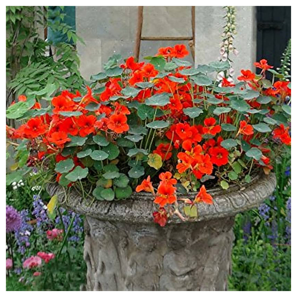 Heirloom Non-GMO Nasturtium Flower Seeds for Planting – Mixed Color Edible Blooms Organic Garden Seeds | Neera Seeds product photo [neera-v4-77d38b97b706313d9eeb]