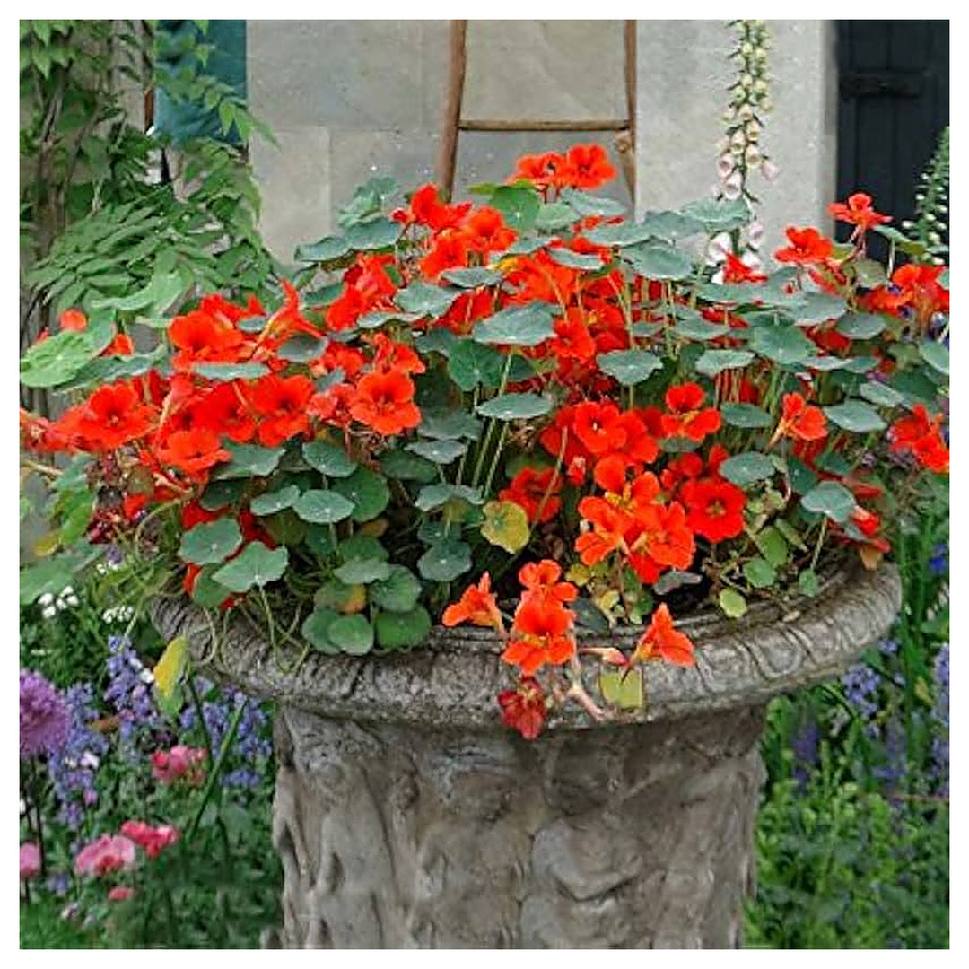 Heirloom Non-GMO Nasturtium Flower Seeds for Planting – Mixed Color Edible Blooms Organic Garden Seeds | Neera Seeds product photo [neera-v4-77d38b97b706313d9eeb]