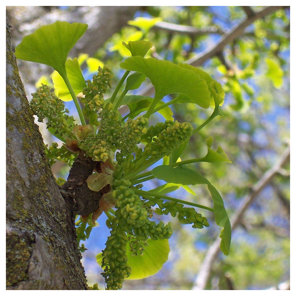 Mix Ginkgo Plant Seeds – Unique Tree for Your Garden -Heirloom & Non-GMO Seeds for planting | Neera Seeds product photo [neera-v4-77da87ab0be9100db1a0]