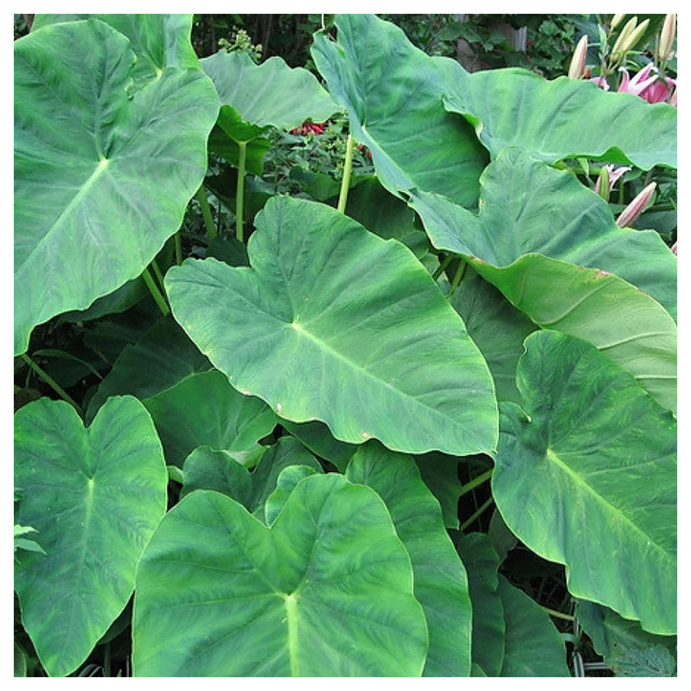 Heirloom Colocasia Elephant Ear Plant Seeds for Planting – Non-GMO, Organic Garden Seeds with High Germination | Neera Seeds product photo [neera-v4-77dec2b453be1201f7b9]