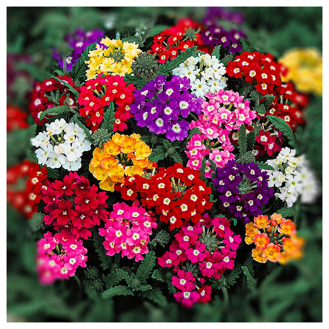 Peach Verbena Didyma Flower Seeds for Planting – Heirloom, Non-GMO, High Germination Organic Garden Seeds | Neera Seeds product photo [neera-v4-77e1c5361cc7bb24d2ce]