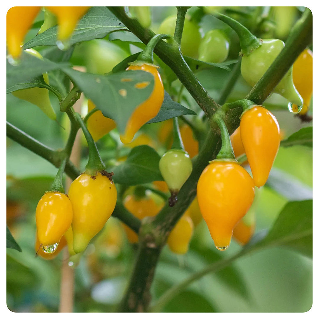 Bode Pepper Seeds for Planting – Non-GMO, Heirloom, Organic Garden Seeds, High Germination Vegetable Seeds | Neera Seeds product photo [neera-v4-77e4eb8b73e896db1f68]